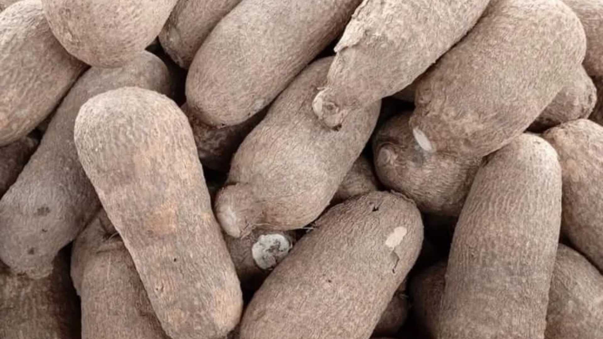Agribusiness, yam, cassava, etc